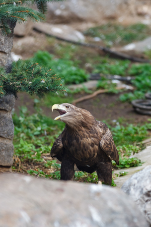 Russia, Zoo. White-tailed Sea-eagle (Haliaeetus albicilla).