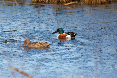 Northern Shoveler (Anas clypeata). Russia, the Moscow regionの写真素材
