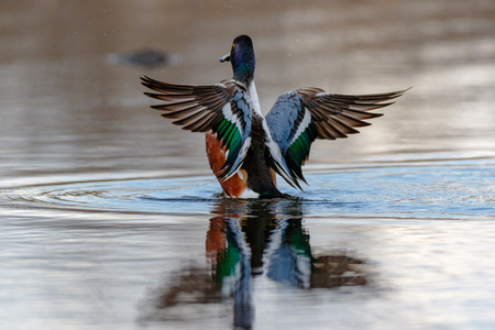 Northern Shoveler (Anas clypeata). Russia, the Moscow regionの写真素材