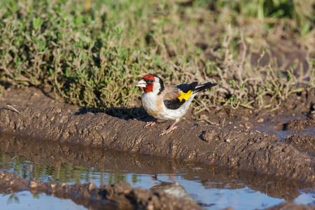 Goldfinch (Carduelis carduelis). Russiaの写真素材
