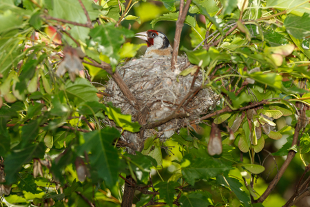 Carduelis carduelis. The nest of the Goldfinch in nature. Russiaの写真素材