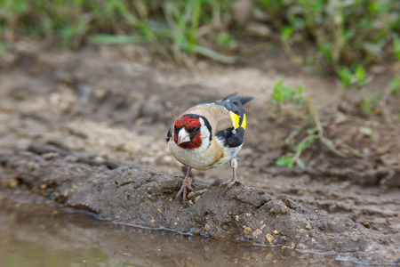 Goldfinch (Carduelis carduelis). Russiaの写真素材