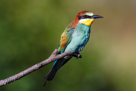 European Bee-eater (Merops apiaster). Russia, the Ryazan region (Ryazanskaya oblast), the Pronsky...