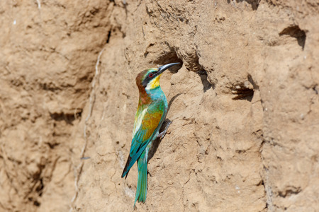 European Bee-eater (Merops apiaster). Russia, the Ryazan region (Ryazanskaya oblast), the Pronsky...