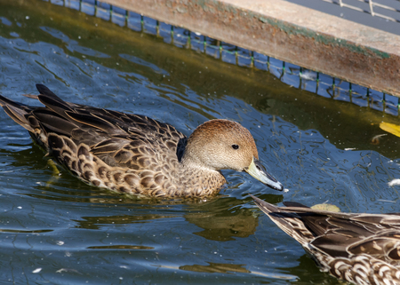 Anas georgica spinicauda, Yellow-billed Pintail. Zooの写真素材