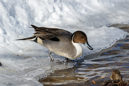 Northern Pintail (Anas acuta). Russia, Moscowの写真素材