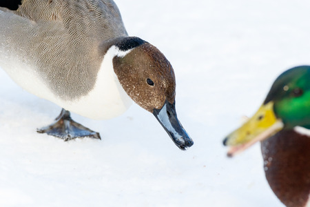 Northern Pintail (Anas acuta). Russia, Moscow