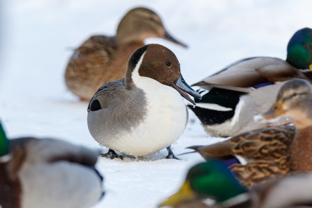 Northern Pintail (Anas acuta). Russia, Moscow