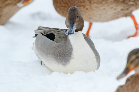Northern Pintail (Anas acuta). Russia, Moscow