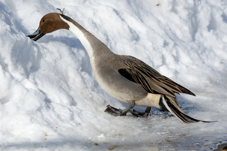 Northern Pintail (Anas acuta). Russia, Moscowの写真素材