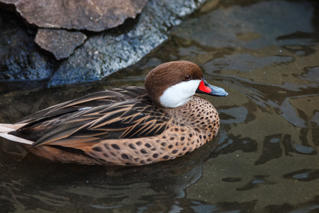 White-cheeked pintail (Anas bahamensis). Russia, Zoo.の写真素材
