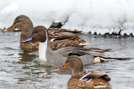 Northern Pintail (Anas acuta). Russia, Moscowの写真素材