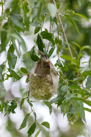 Remiz pendulinus. The nest of the Penduline Tit in nature. Russia, the Ryazan region (Ryazanskaya oblast), the Pronsky District.の写真素材
