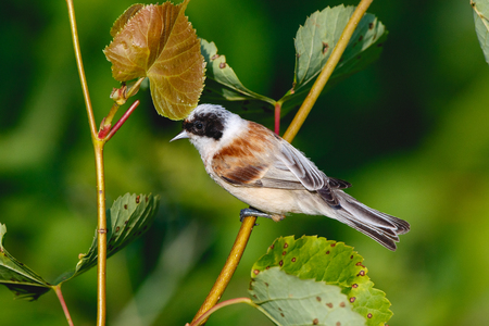 Penduline Tit (Remiz pendulinus). Russia, the Ryazan region (Ryazanskaya oblast), the Pronsky District.の写真素材