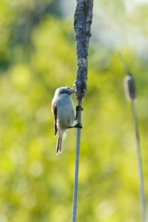 Penduline Tit (Remiz pendulinus). Russia, the Ryazan region (Ryazanskaya oblast), the Pronsky District.の写真素材