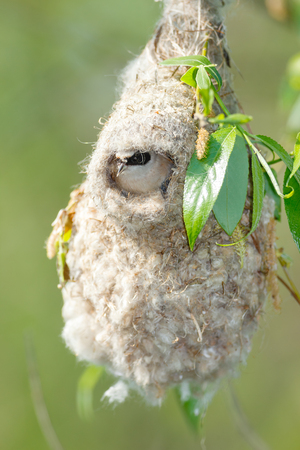 Remiz pendulinus. The nest of the Penduline Tit in nature. Russia, the Ryazan region (Ryazanskaya oblast), the Pronsky District.の写真素材