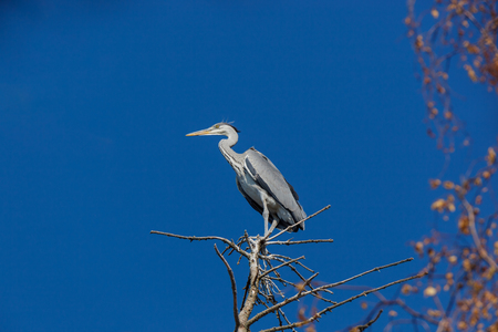 Grey Heron (Ardea cinerea). Russiaの写真素材