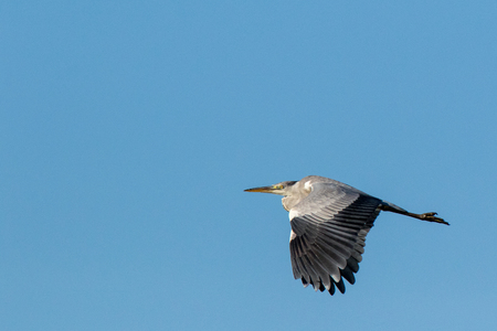 Grey Heron (Ardea cinerea). Russiaの写真素材