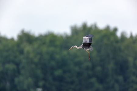 Grey Heron (Ardea cinerea). Russiaの写真素材