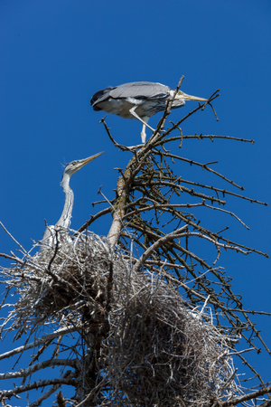 Ardea cinerea. The nest of the Grey Heron in nature. Russia, the Moscow regionの写真素材
