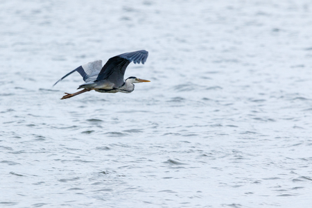 Grey Heron (Ardea cinerea). Russiaの写真素材