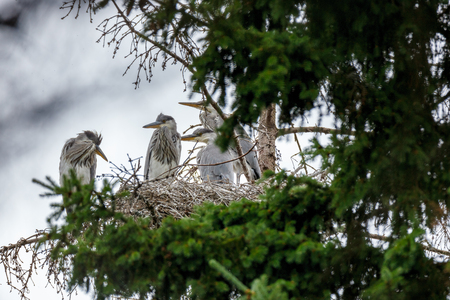 Ardea cinerea. The nest of the Grey Heron in nature. Russia, the Moscow regionの写真素材