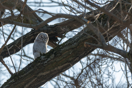Tawny Owl (Strix aluco). Moscowの写真素材