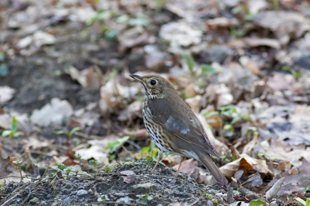 Song Thrush (Turdus philomelos). Landkreis Vechta, Visbek. Germany, Lower Saxony.の写真素材