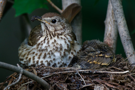 Turdus philomelos. The nest of the Song Thrush in nature.の写真素材