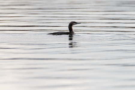 Black-throated Diver (Gavia arctica). Russia, Moscow.の写真素材