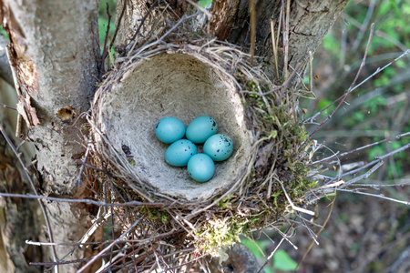 Turdus philomelos. The nest of the Song Thrush in nature.の写真素材