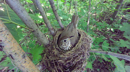 Turdus philomelos. The nest of the Song Thrush in nature.