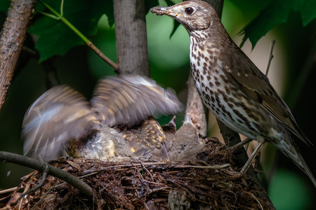 Turdus philomelos. The nest of the Song Thrush in nature.