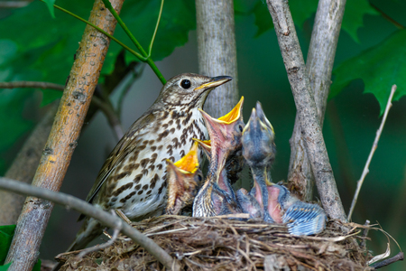 Turdus philomelos. The nest of the Song Thrush in nature.の写真素材