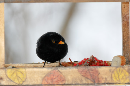 Blackbird (Turdus merula). Russia, Moscowの写真素材