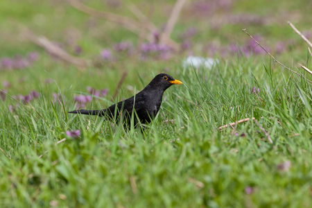 Blackbird (Turdus merula). Germany, Berlin.の写真素材