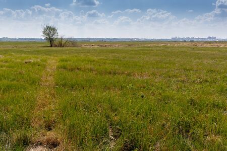 Alauda arvensis. Nest Habitat of Skylark. Landscape.Russia. Russia, the Ryazan region (Ryazanskaya...