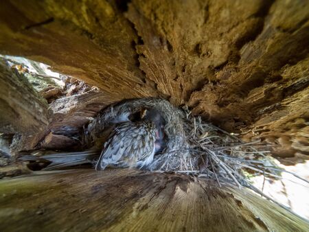 Certhia familiaris. The nest of the Tree Creeper in nature. Russiaの写真素材