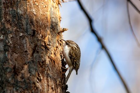 Tree Creeper (Certhia familiaris). Russiaの写真素材
