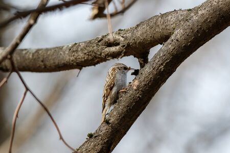 Tree Creeper (Certhia familiaris). Russiaの写真素材