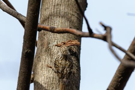 Tree Creeper (Certhia familiaris). Russia