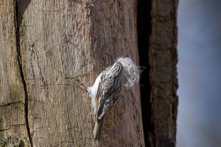 Tree Creeper (Certhia familiaris). Russiaの写真素材