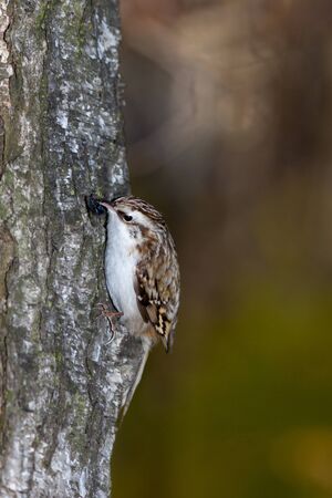 Tree Creeper (Certhia familiaris). Russiaの写真素材