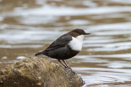 Dipper (Cinclus cinclus). Russia, the Moscow region