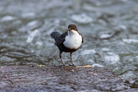 Dipper (Cinclus cinclus). Russia, the Moscow regionの写真素材