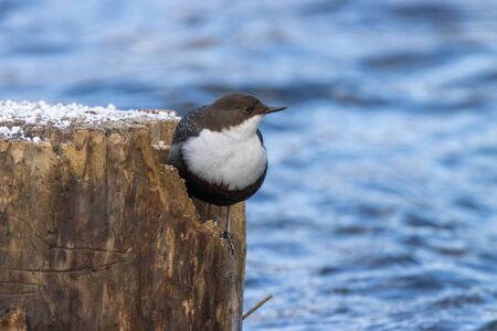 Dipper (Cinclus cinclus). Russia, the Moscow region