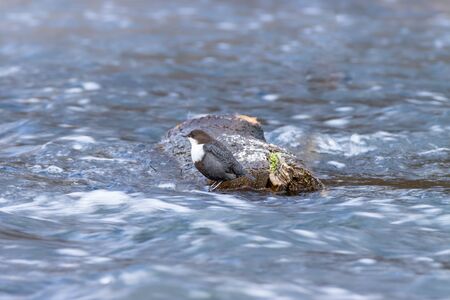 Dipper (Cinclus cinclus). Russia, the Moscow region