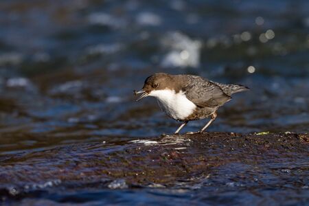 Dipper (Cinclus cinclus). Russia, the Moscow region
