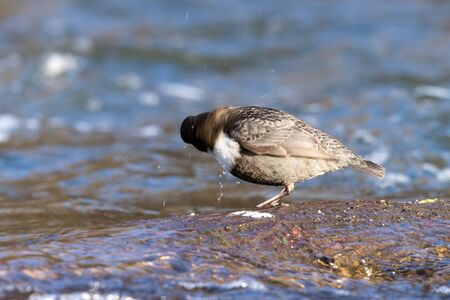 Dipper (Cinclus cinclus). Russia, the Moscow region