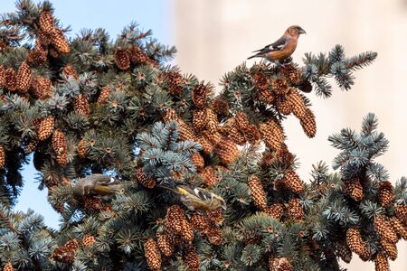 Two-barred Crossbill (Loxia leucoptera). Russia, Moscowの写真素材
